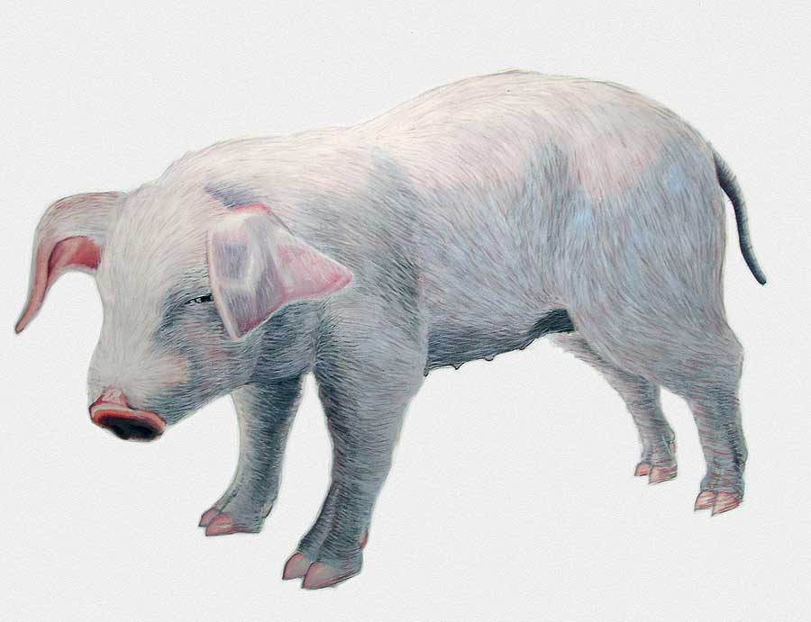 DSC04708-pig